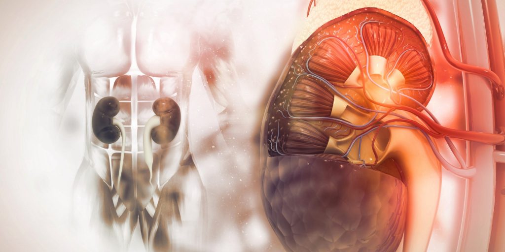 Human Kidney Cross Section